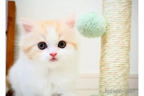 成約済の埼玉県のスコティッシュフォールド-104582の5枚目