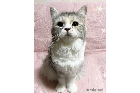ココちゃん1枚目