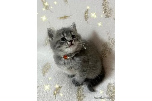 販売中の北海道のスコティッシュフォールド-104595の3枚目