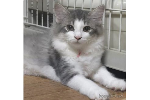 成約済の茨城県のノルウェージャンフォレストキャット-104597の1枚目