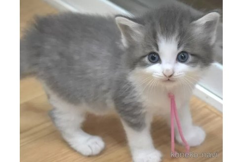 成約済の茨城県のノルウェージャンフォレストキャット-104597の2枚目