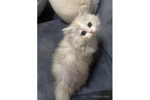 成約済の茨城県のその他の猫種-104623の4枚目