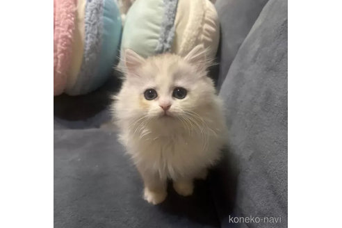成約済の茨城県のその他の猫種-104623