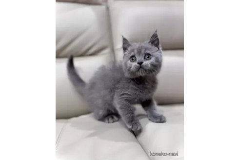 成約済の三重県のブリティッシュショートヘア-104629の2枚目