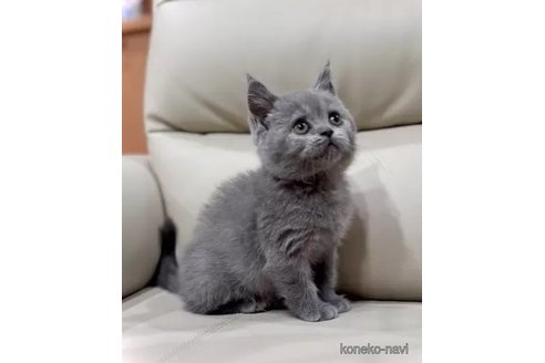 成約済の三重県のブリティッシュショートヘア-104629の3枚目