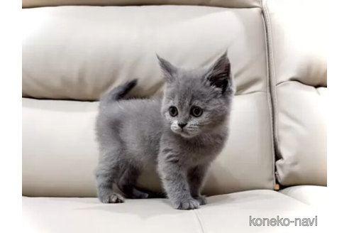 成約済の三重県のブリティッシュショートヘア-104629の5枚目