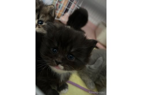 販売中の宮城県のスコティッシュフォールド-104642の21枚目