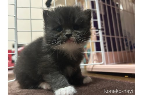 販売中の宮城県のスコティッシュフォールド-104642の14枚目
