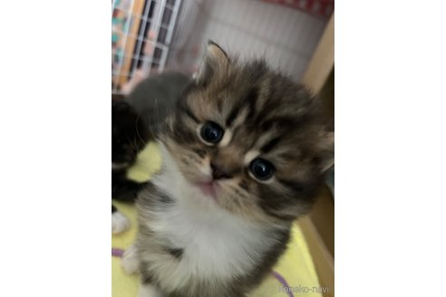 販売中の宮城県のスコティッシュフォールド-104644の22枚目