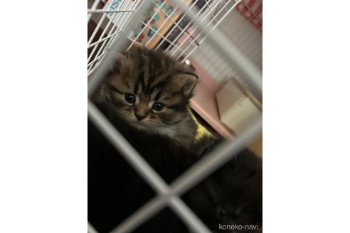販売中の宮城県のスコティッシュフォールド-104644の21枚目
