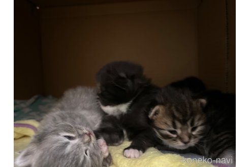 販売中の宮城県のスコティッシュフォールド-104644の19枚目