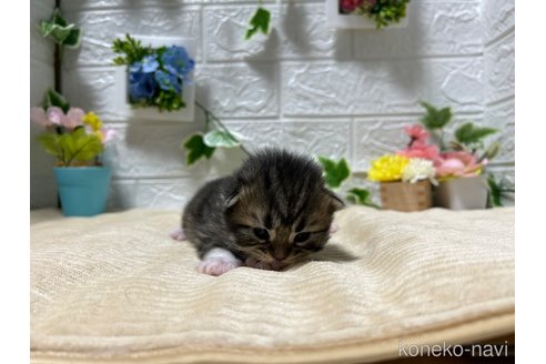 販売中の宮城県のスコティッシュフォールド-104644の18枚目