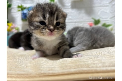 販売中の宮城県のスコティッシュフォールド-104644の17枚目