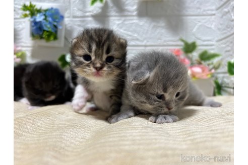 販売中の宮城県のスコティッシュフォールド-104644の16枚目