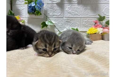 販売中の宮城県のスコティッシュフォールド-104644の15枚目