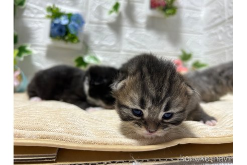販売中の宮城県のスコティッシュフォールド-104644の13枚目