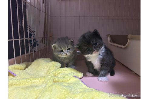 成約済の宮城県のスコティッシュフォールド-104646の8枚目