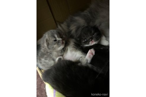 成約済の宮城県のスコティッシュフォールド-104646の11枚目