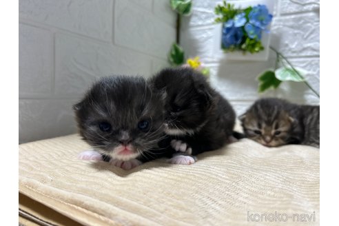 成約済の宮城県のスコティッシュフォールド-104646の3枚目