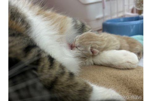 成約済の宮城県のスコティッシュフォールド-104647の6枚目