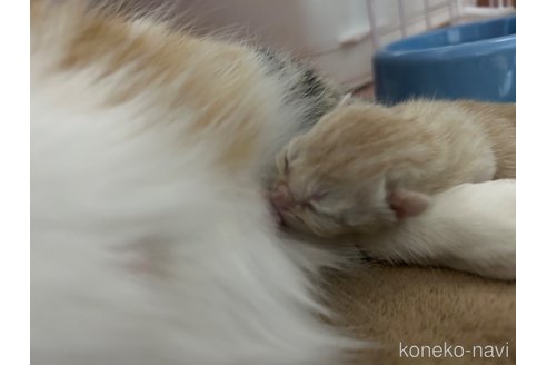 成約済の宮城県のスコティッシュフォールド-104647の7枚目