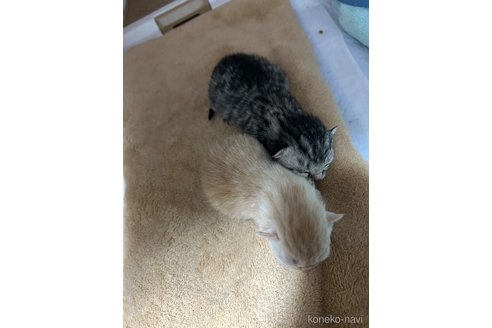 成約済の宮城県のスコティッシュフォールド-104647の8枚目