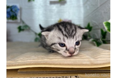 成約済の宮城県のスコティッシュフォールド-104648の8枚目