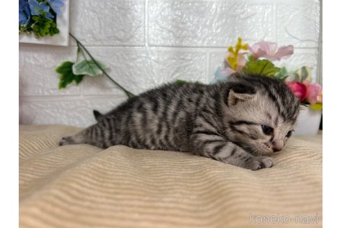 成約済の宮城県のスコティッシュフォールド-104648の10枚目