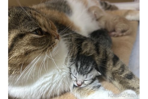 成約済の宮城県のスコティッシュフォールド-104648の14枚目