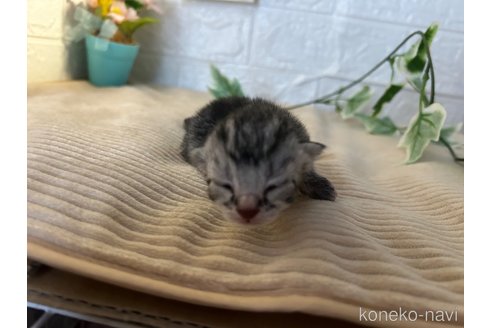 成約済の宮城県のスコティッシュフォールド-104648の7枚目