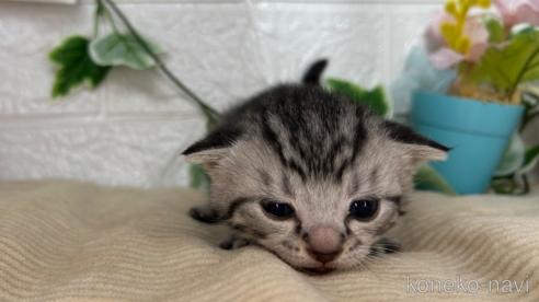 成約済の宮城県のスコティッシュフォールド-104648の6枚目