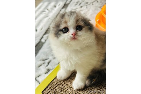 成約済の奈良県のスコティッシュフォールド(折れ耳)-104689の2枚目