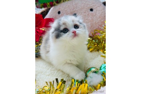 成約済の奈良県のスコティッシュフォールド(折れ耳)-104689の3枚目