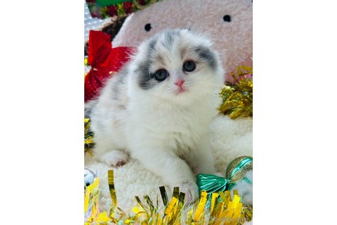 成約済の奈良県のスコティッシュフォールド(折れ耳)-104689の4枚目
