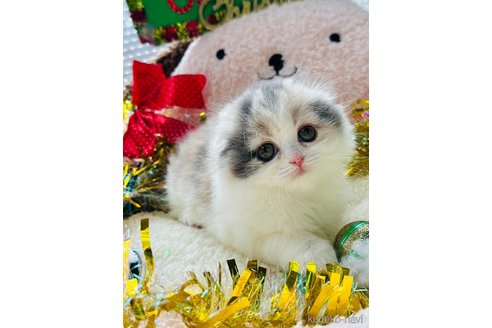 成約済の奈良県のスコティッシュフォールド(折れ耳)-104689の5枚目