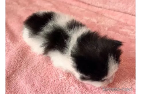 成約済の静岡県のスコティッシュフォールド-104688の4枚目