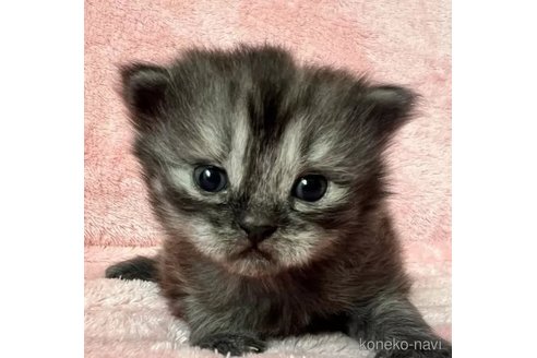 成約済の静岡県のスコティッシュフォールド-104690の1枚目
