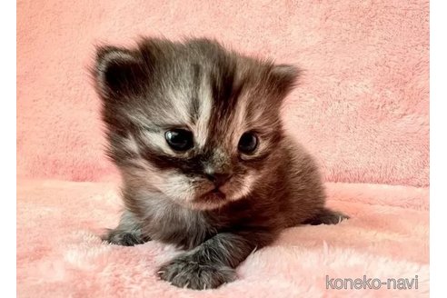 成約済の静岡県のスコティッシュフォールド-104690の3枚目