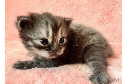 成約済の静岡県のスコティッシュフォールド-104690の4枚目