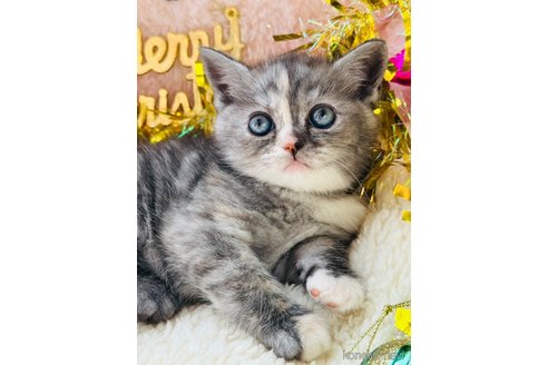 成約済の奈良県のスコティッシュフォールド-104692の2枚目