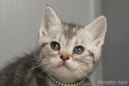 成約済の埼玉県のアメリカンショートヘア-104731の3枚目