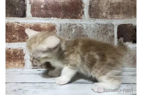 成約済の千葉県のスコティッシュフォールド-104697の2枚目