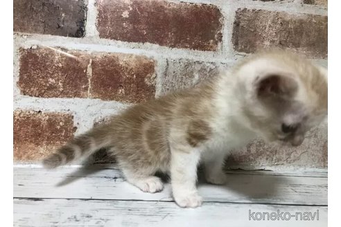 成約済の千葉県のスコティッシュフォールド-104697の4枚目