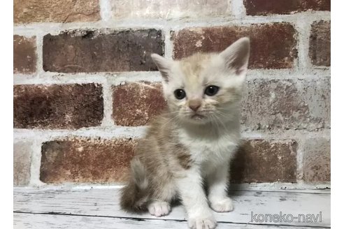 成約済の千葉県のスコティッシュフォールド-104697の5枚目
