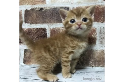 成約済の千葉県のスコティッシュフォールド-104699の1枚目