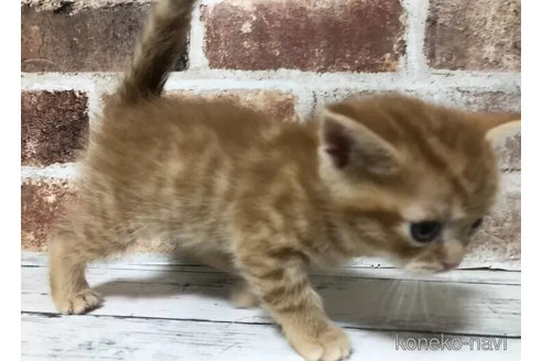 成約済の千葉県のスコティッシュフォールド-104699の5枚目