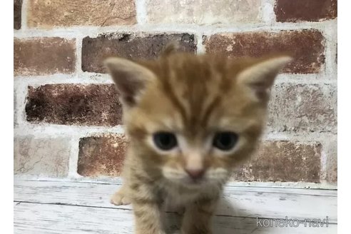 成約済の千葉県のスコティッシュフォールド-104699の7枚目