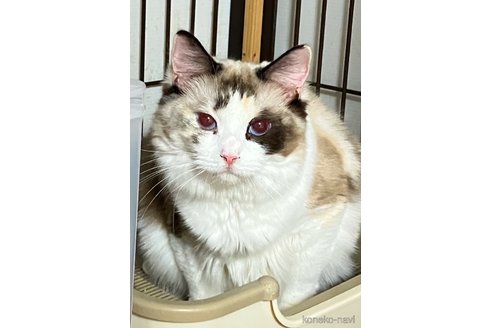 ミケちゃん1枚目