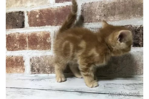 成約済の千葉県のスコティッシュフォールド-104700の3枚目