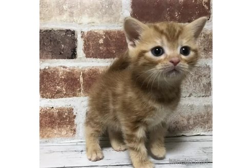 成約済の千葉県のスコティッシュフォールド-104700の1枚目
